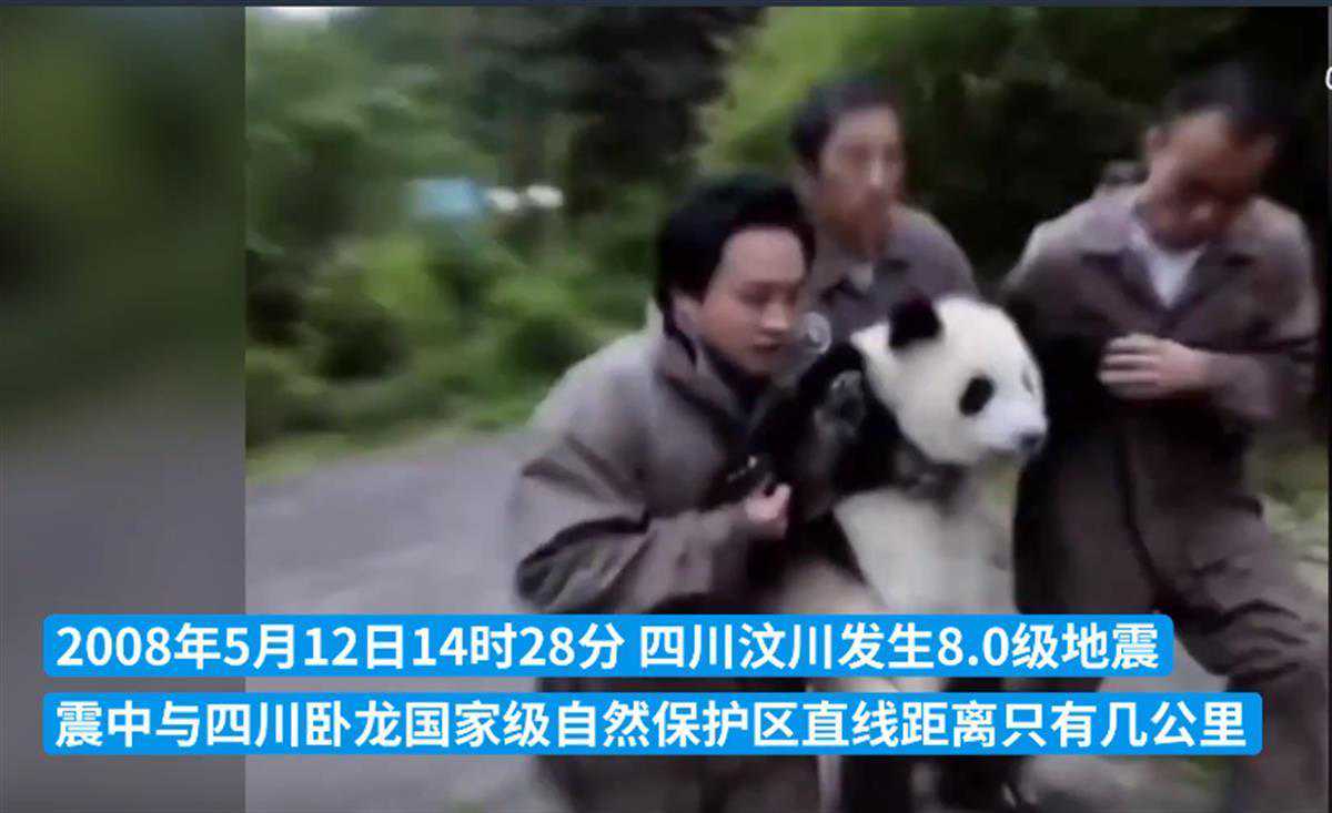 汶川地震时狂奔转移大熊猫画面曝光：它紧紧抱着饲养员，指甲都掐进肉里了