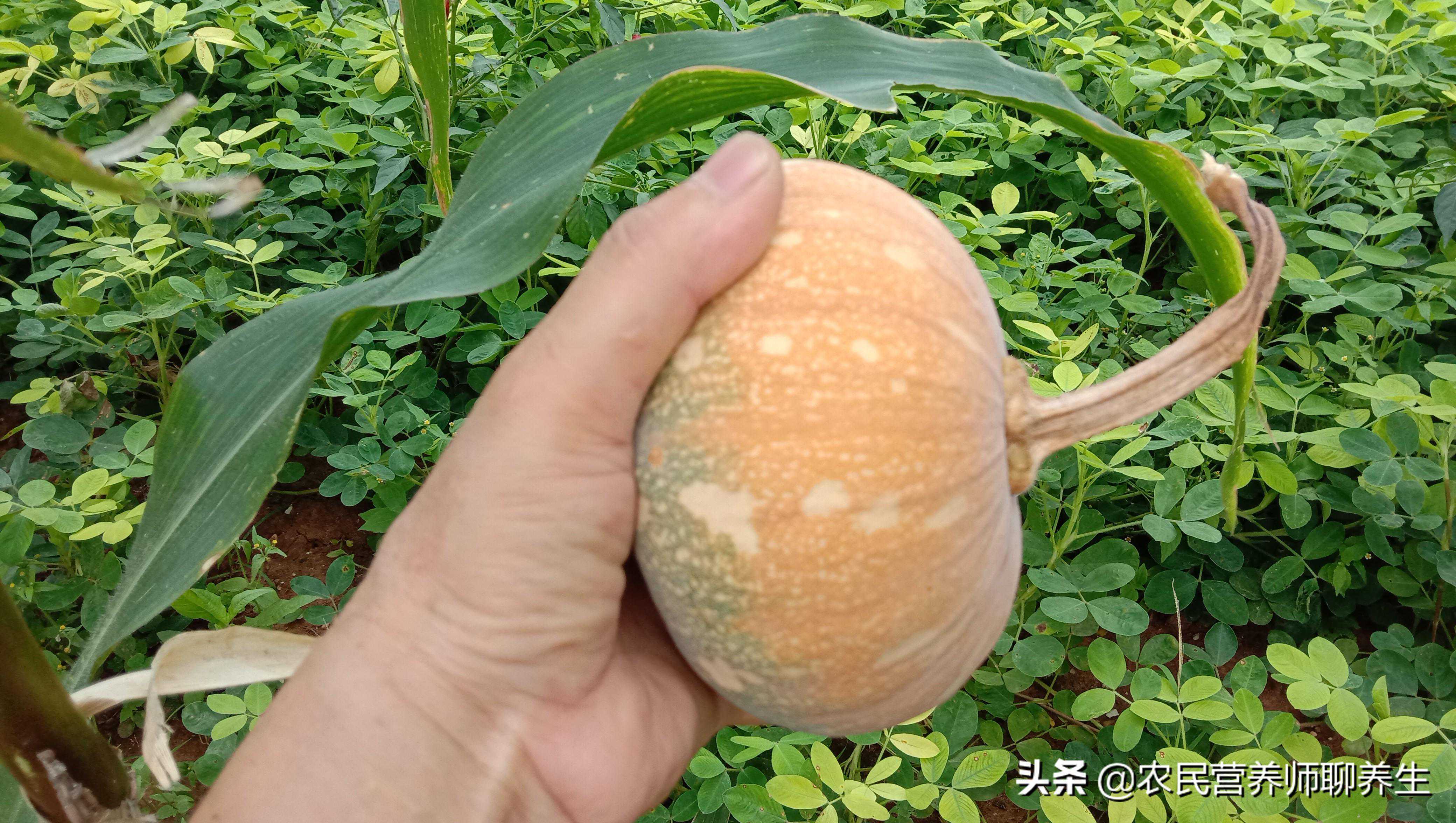 你知道吗，南瓜绿豆煮汤有啥妙用，夏天可常吃，对健康有帮助
