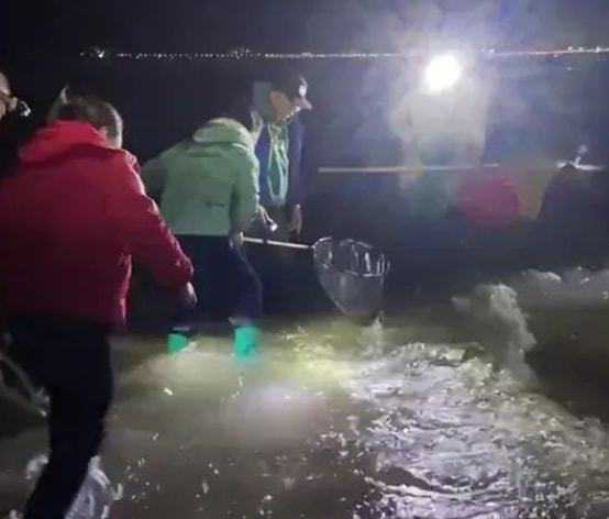 一晚上赚了2万多？烟台海肠泛滥，上千人连夜赶海，什么是海肠？