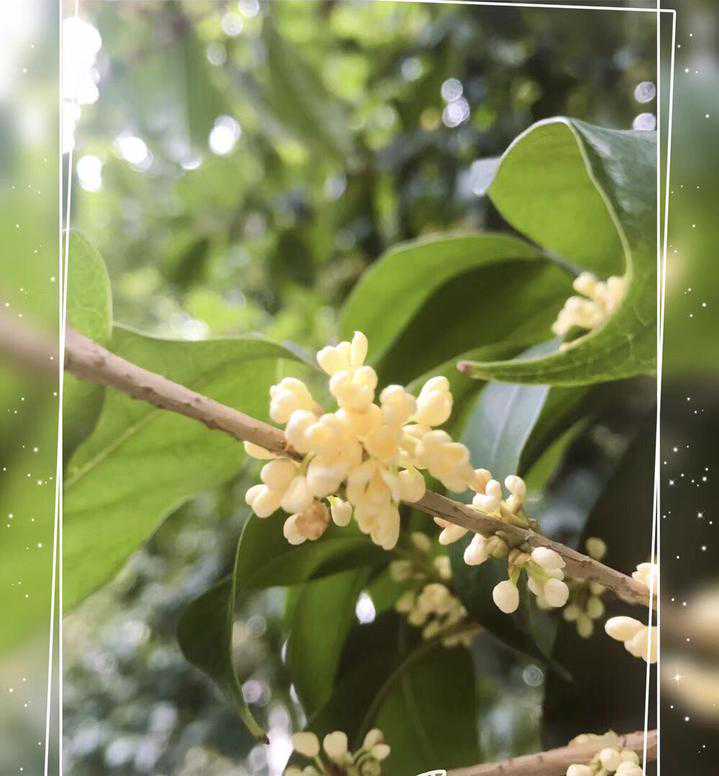 一碗烟火丨桂花鲜栗羹蕴藏的故事
