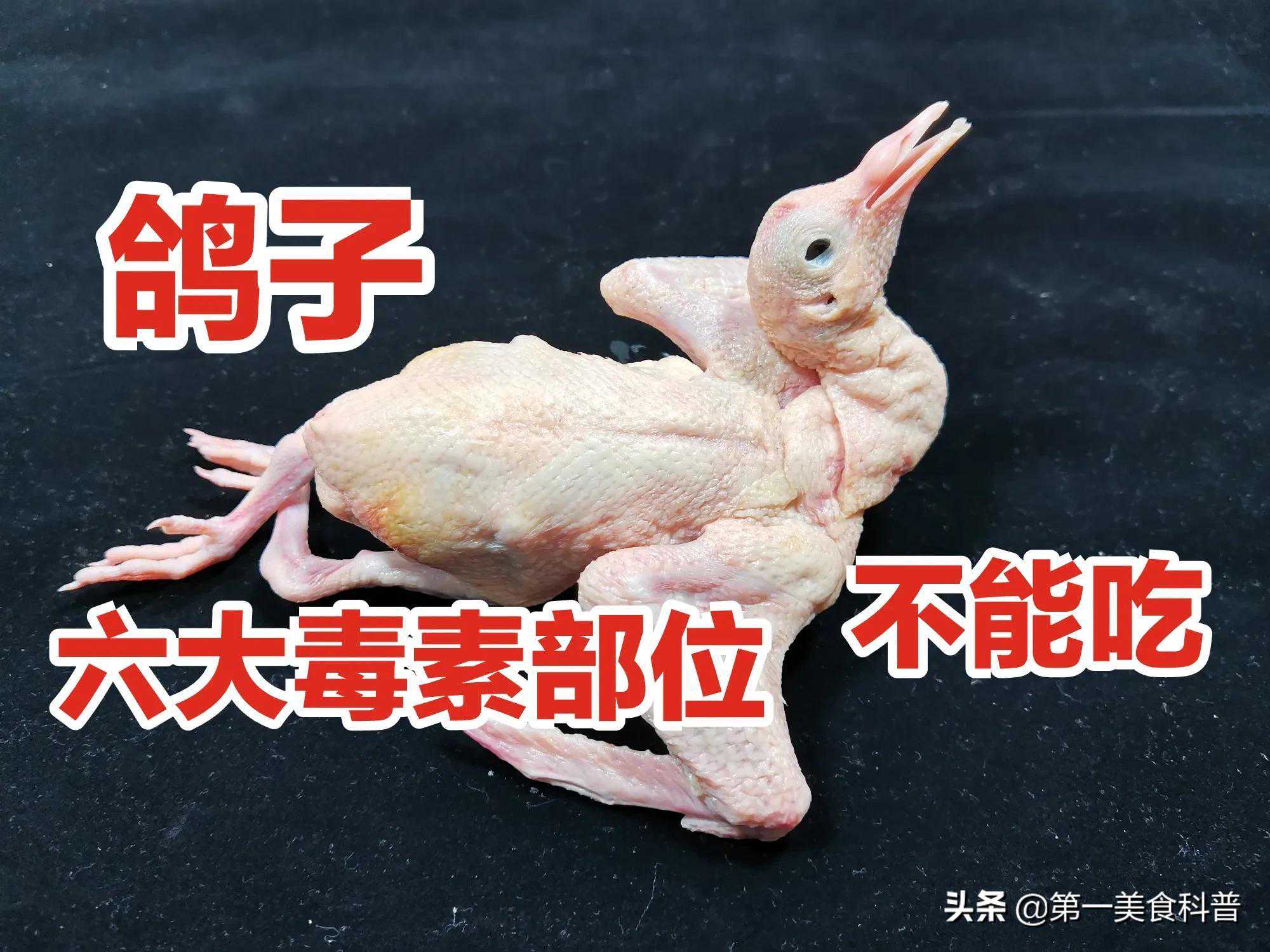 鸽子身上6个部位毒素最大，你知道吗？看20年大厨专业详细讲解