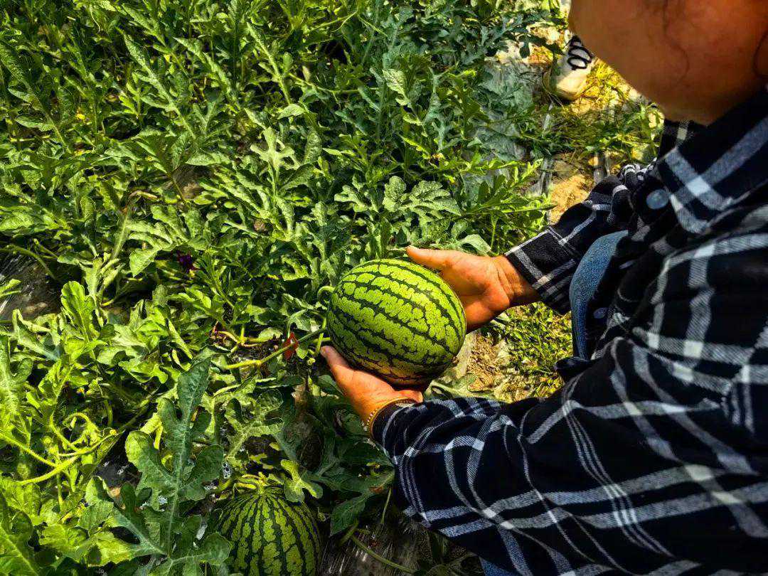吃瓜群众看过来！脆甜多汁的“嘉定双鲜”小西瓜即将上市