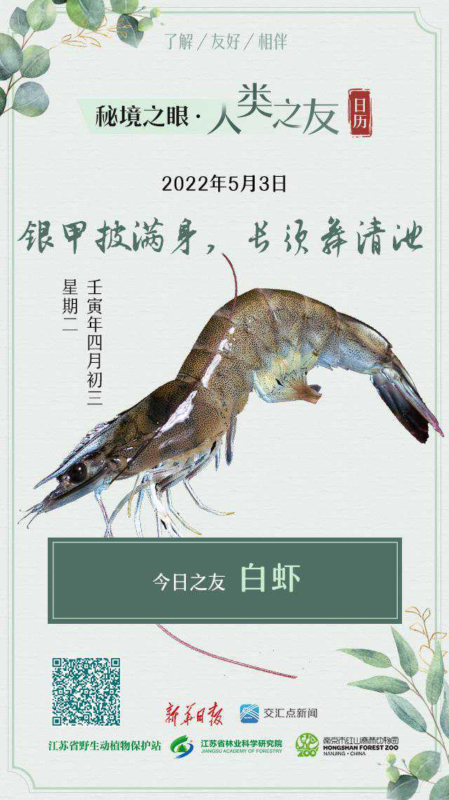 秘境之眼·人类之友 日历丨白虾：银甲披满身，长须舞清池