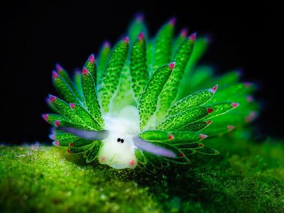 奇怪生物科普：“海兔”海兔是什么？是生活在海里的兔子吗？