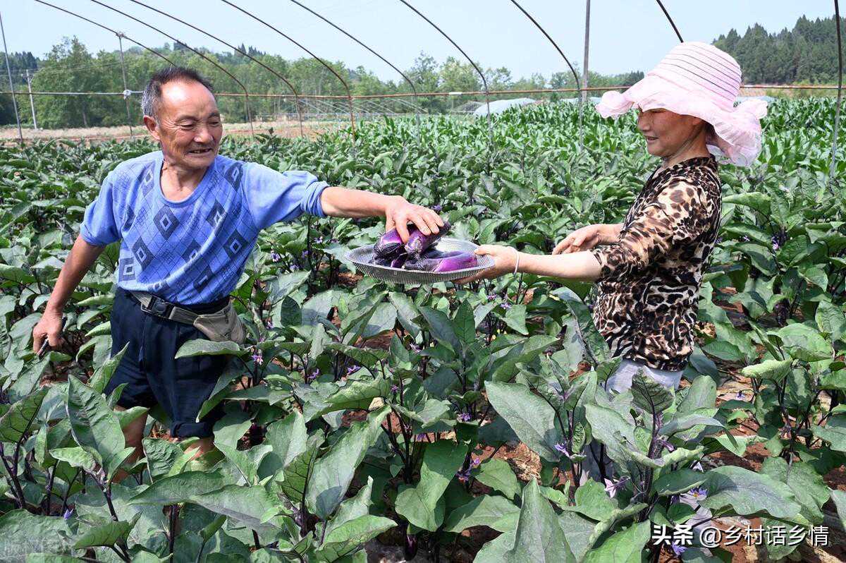 辣椒、茄子全株挂满果，摘叶整枝是关键，掌握好几点，高产不再难
