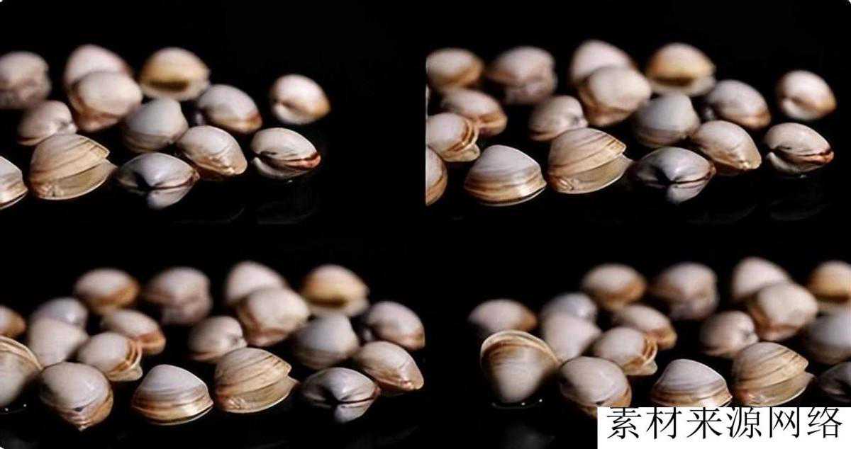 白蛤，淡水贝类，在无数的河流、湖泊和溪流中扮演着关键的角色