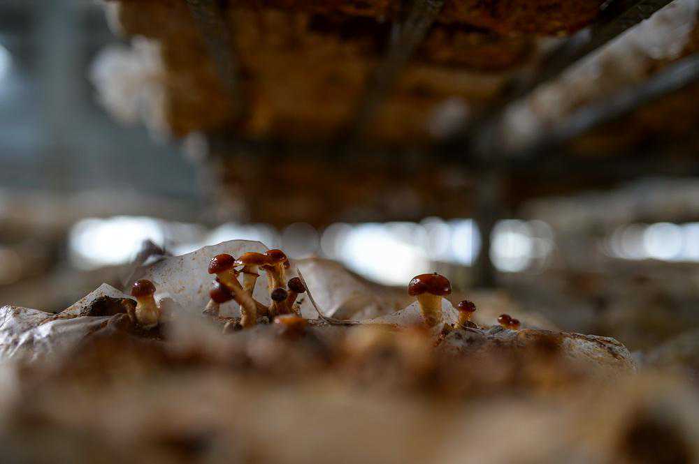 你不知道的松茸“冷知识”：从未被人成功栽培，却拥有自己的研究协会